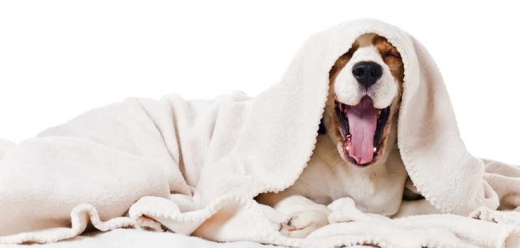 yawning dog  on  white